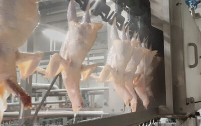 Well-functioning drag-through cooling, but a higher germ count… Now what?