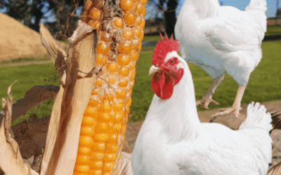 The appearance of mycotoxins and the impact on poultry