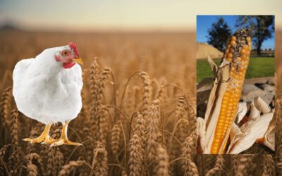 Undine: The solution for hygiene problems as a result of mycotoxins